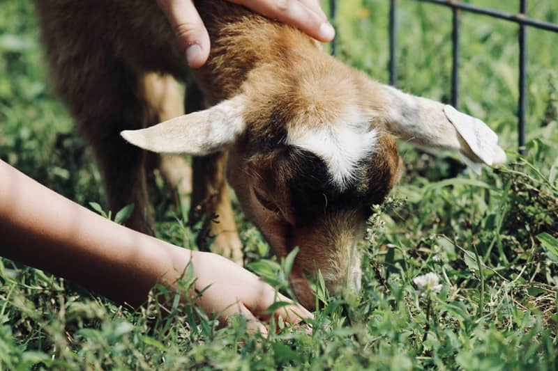 Petting Zoo