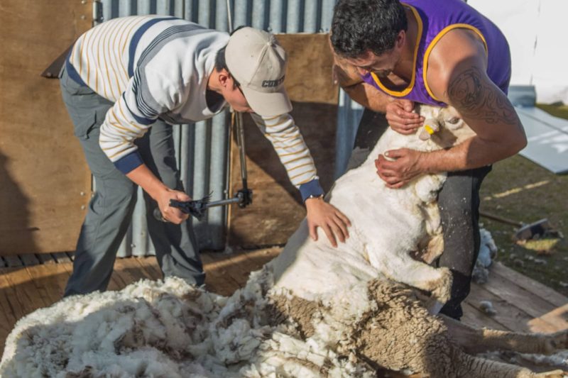 York Shearing Shed